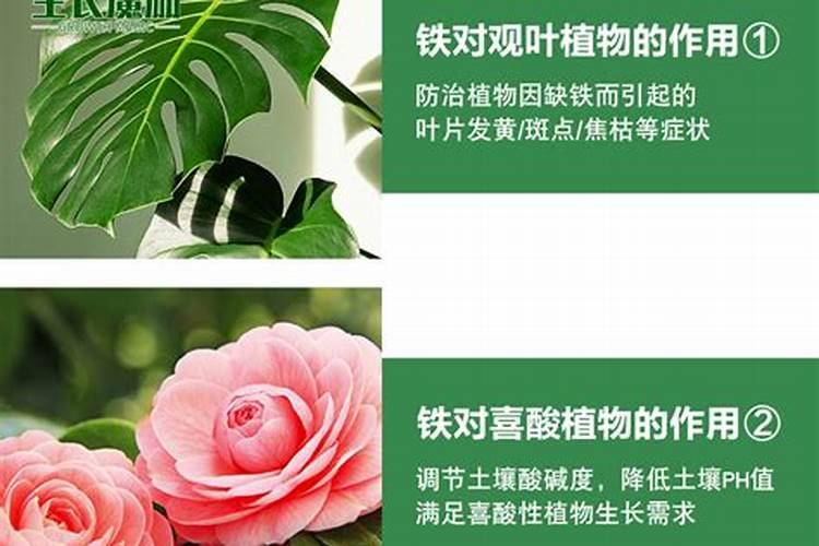 魔肥适用于什么花 魔肥适用于哪些花