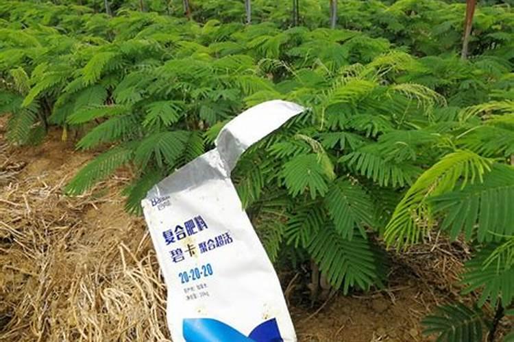 龟背竹养植方法 龟背竹怎么养才能更旺盛