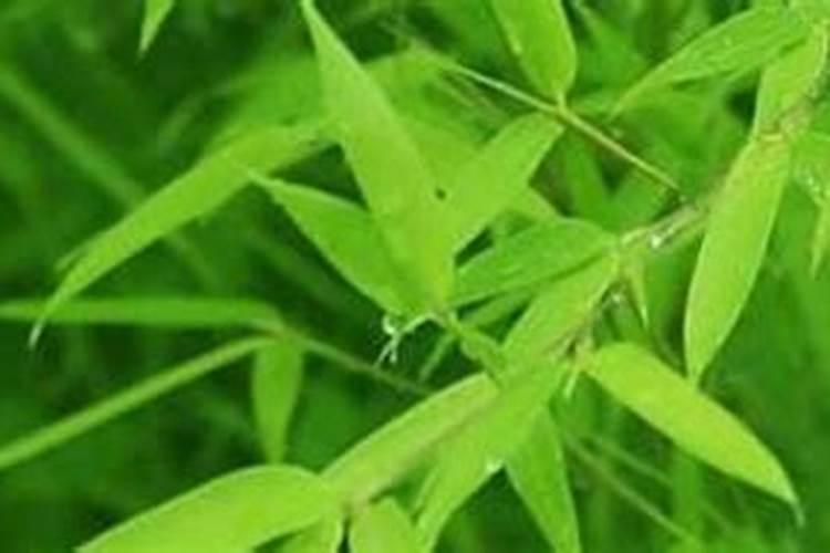 竹子最忌三种肥料