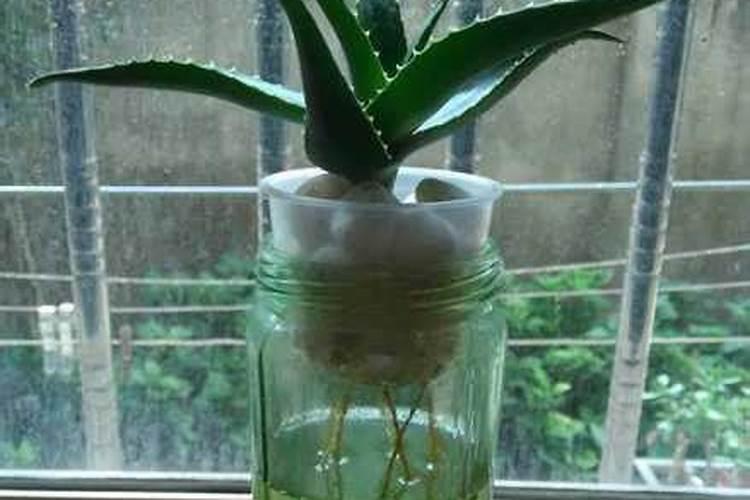 多肉植物需要什么肥料 施肥的方法是什么