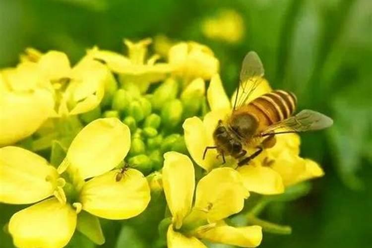 芸苔素内酯可以滴灌冲施吗一亩地冲是多少？