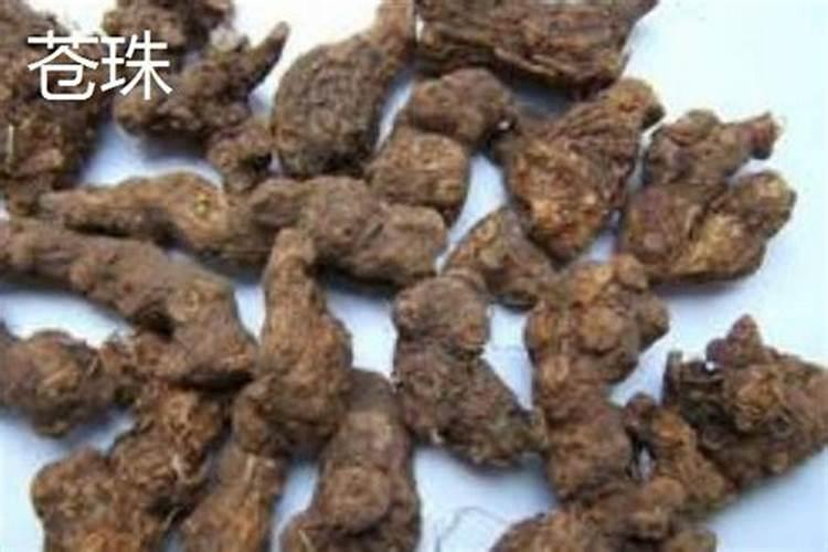 苍术芽什么季节裁花蕾最合适？