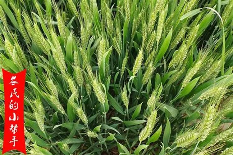 小麦阳花期出现大片黄叶用什么药？