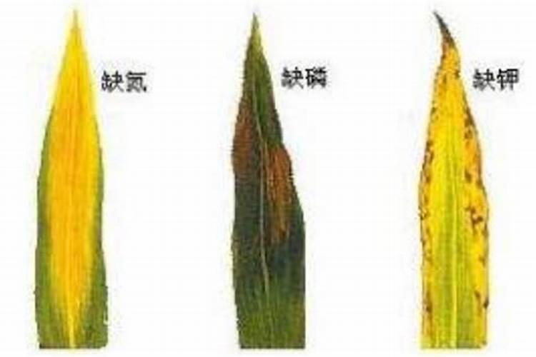 草莓磷肥什么时候用？磷肥施用过量该怎么补救？