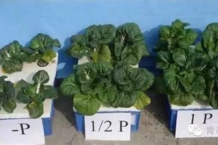 植物的磷素过多会出现哪些症状？