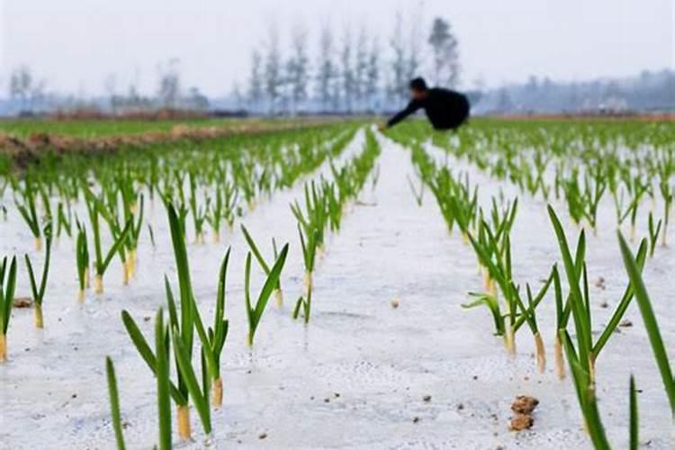 大蒜当前管理 先施药后浇水