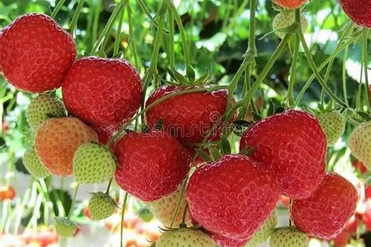草莓各个时期的施肥方案 草莓施肥时间和方法