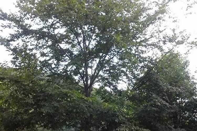 榉树什么时候移栽最好