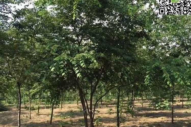 榉树移植要摸掉叶子吗？