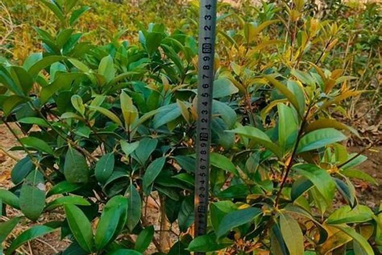 ...灌浆期可以打药吗:打虫药 磷酸二氢钾 24表芸苔素内脂？