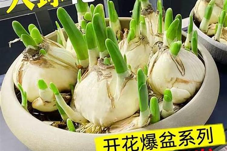 水仙花施肥方法