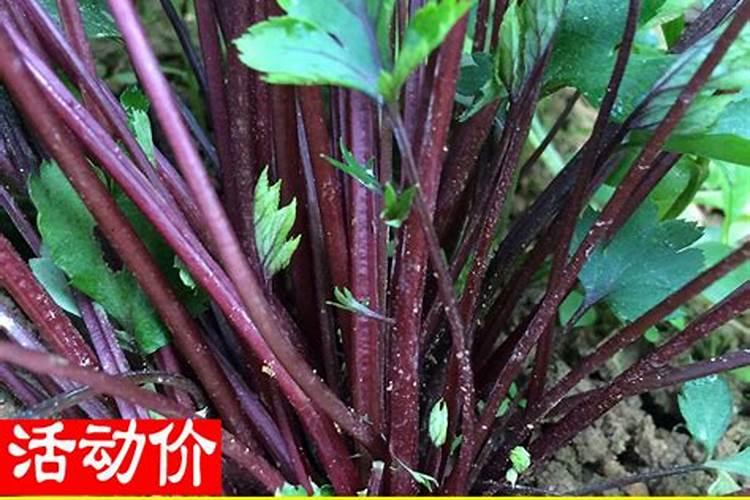 我家的木瓜树变得叶子黄。怎么解决？