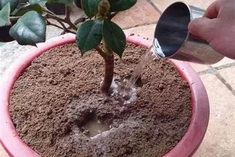 氮肥可以兑水浇花吗