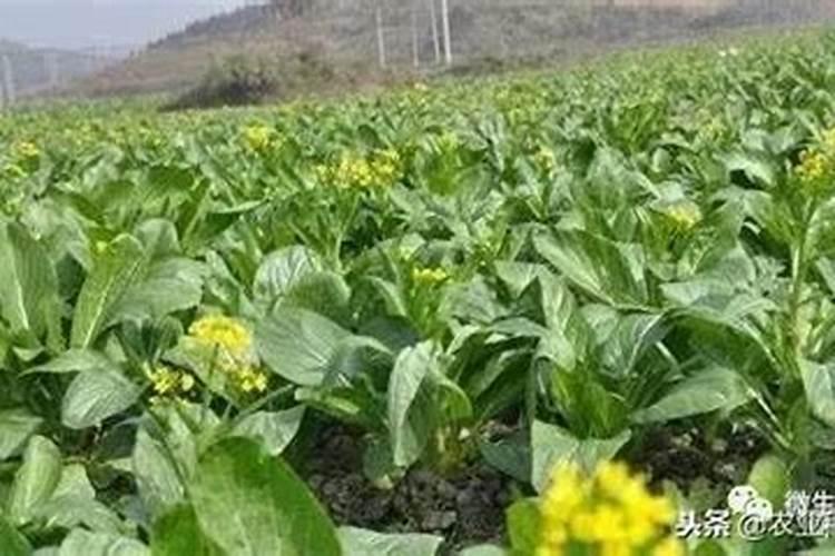 菜心收割技巧,收割可以再长出来吗