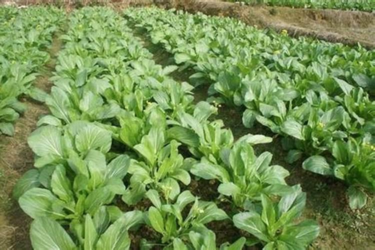 菜心收割技巧