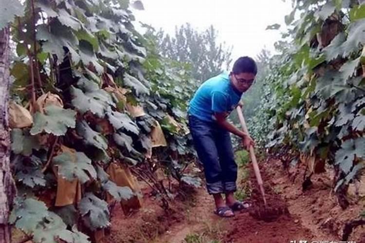 一般施肥多少天能吸收