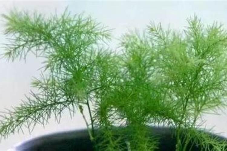 这几个养花小妙招