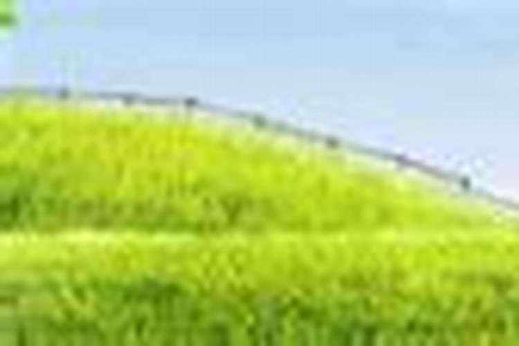 用磷酸二氢钾给米兰花催花需要注意些什么