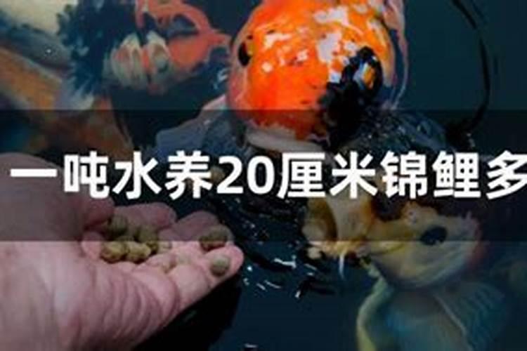 锦鲤鱼 做药浴 市场上氟苯尼考98%含量的 1吨水放多少氟苯尼考呀