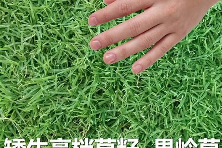草皮最适合用什么肥料？