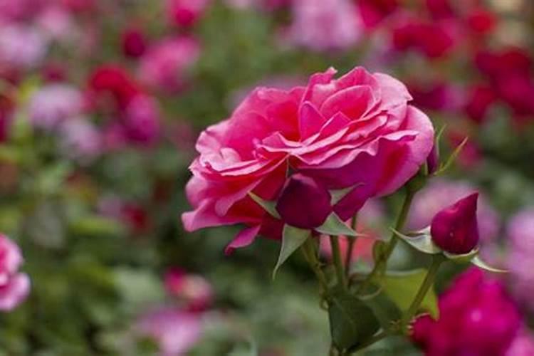 葡萄树叶片发黄,用啥肥料？