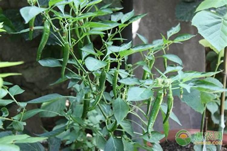 为什么夏天种植辣椒要补硼？硼有什么用？