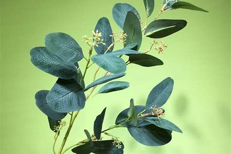 养茉莉,喂上“2种肥”,花苞满枝头,一茬接一茬开花