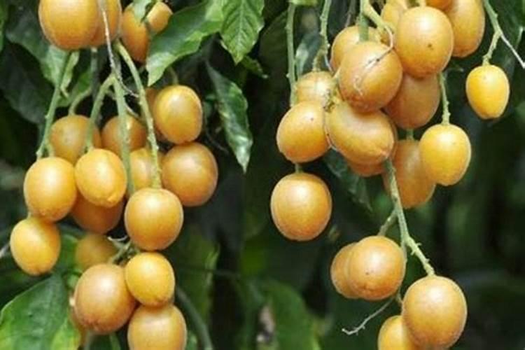 有什么肥料可以让黄皮变得更甜