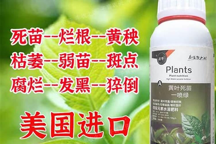 幸福树有虫该如何进行防治