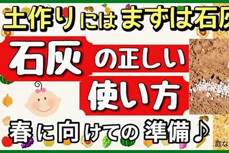 三角梅老桩需要刷白石灰吗？