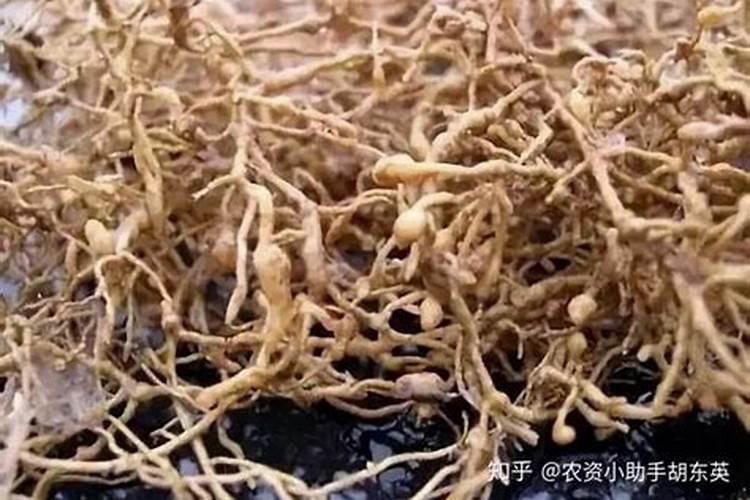 农作物肥害怎么处理