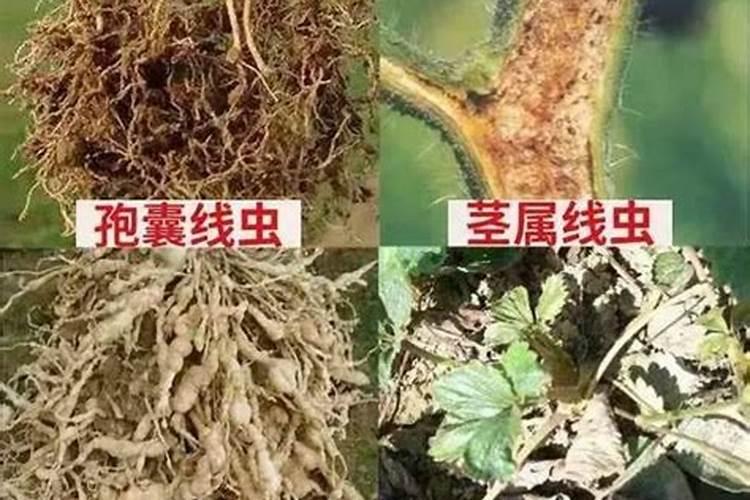 作物根腐的主要原因是什么？该如何防治？