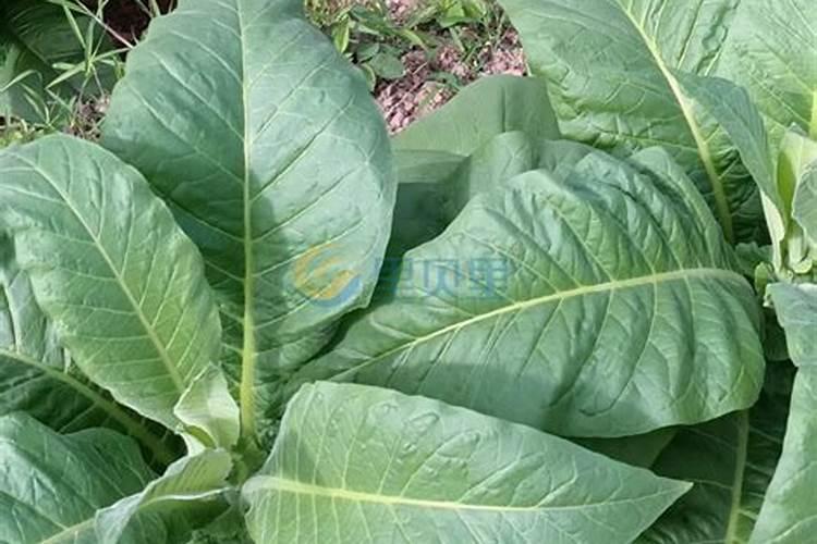 烤烟种植技术与方法