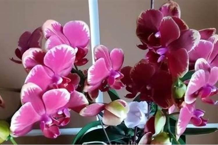 蝴蝶兰花谢了还能养吗