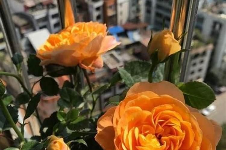 花多多1号可以浇月季吗？