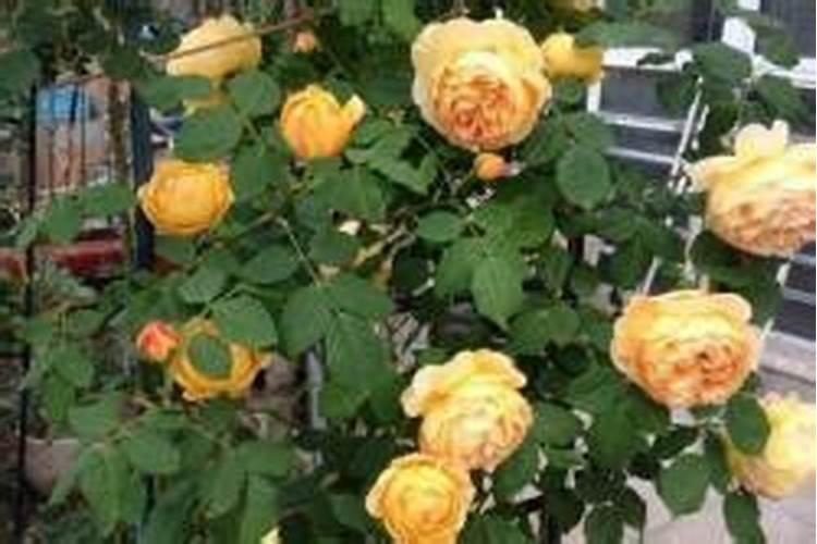 月季花修剪后能施肥吗