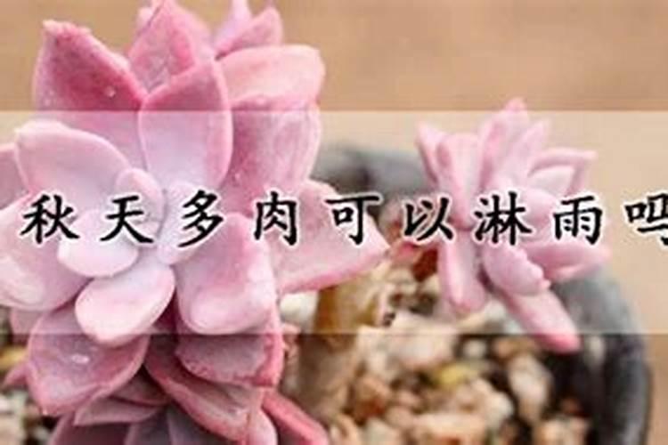 多肉植物能喷磷钾肥吗