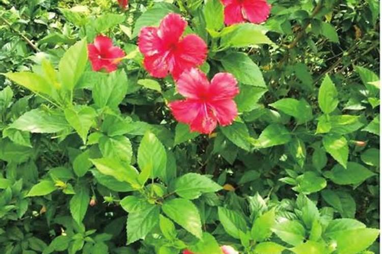 扶桑的四季养护方法 – 花百科