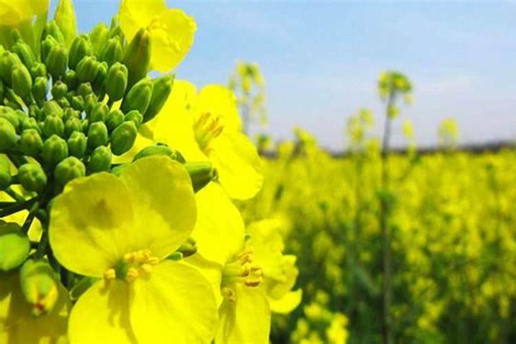 油菜的蕾薹期和角果期应该如何管理呢？