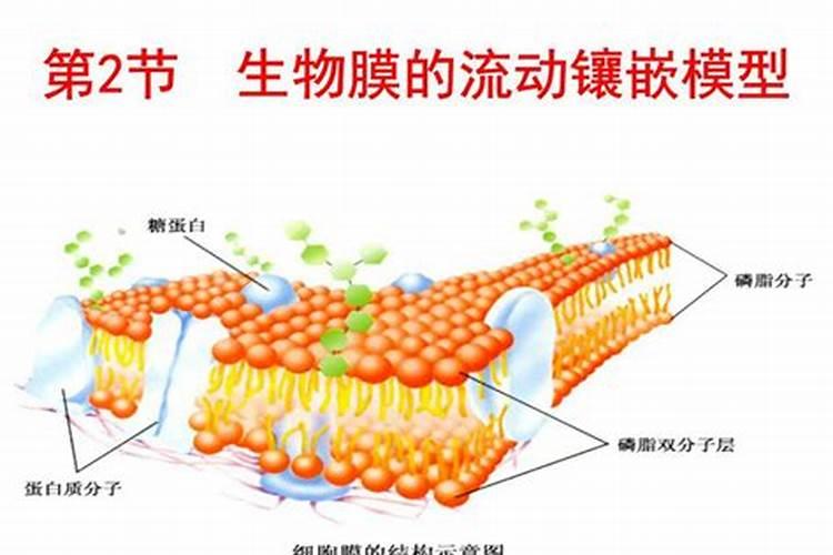 细胞膜上的蛋白质有什么作用？是细胞膜上的蛋白质的作用!