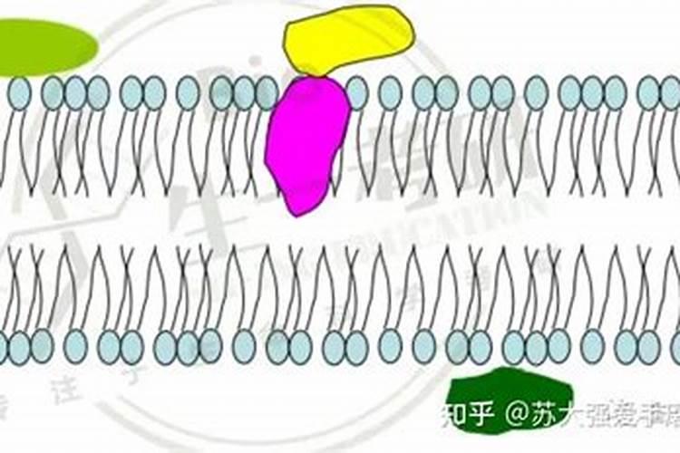 细胞膜蛋白的特点和作用 细胞膜蛋白及其功能