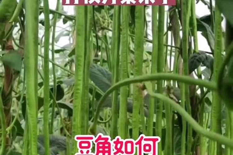 豆角开花期打什么叶面肥