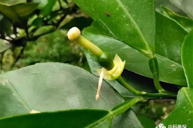 花生三遍药最后一遍什么时候打