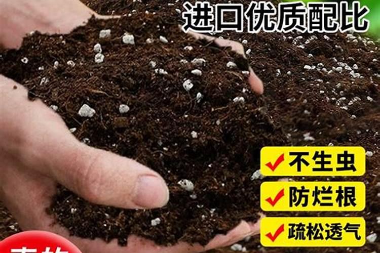 夏天当年种植园林乔木高温时咋样喷水