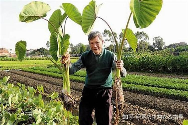 芋头能喷施硼肥吗？