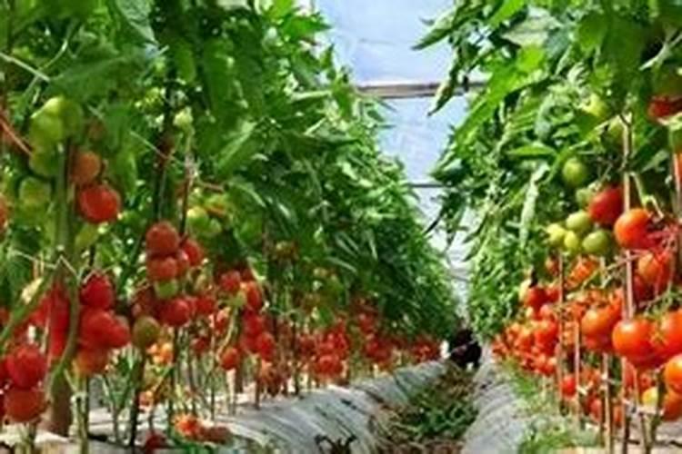 西红柿用什么水溶肥？