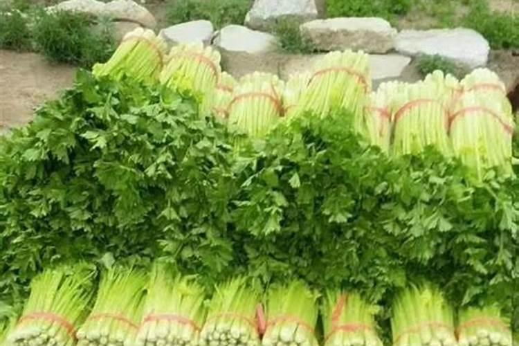 盆栽草莓施肥用什么肥料好