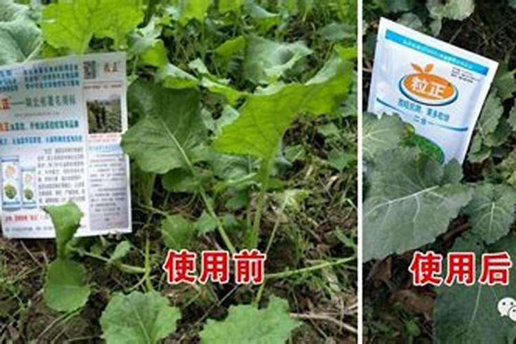 怎么控制油菜苗情？