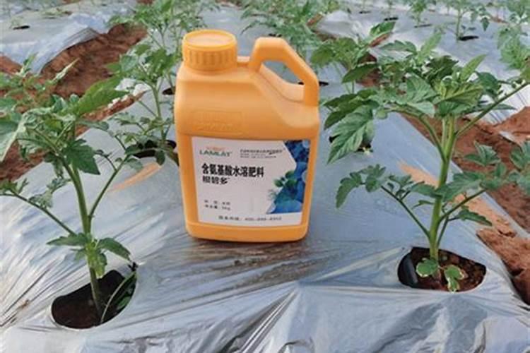 青瓜黄叶病的原因及治疗处理方法