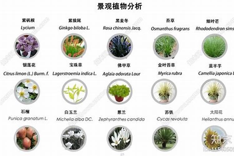 水溶肥哪家好